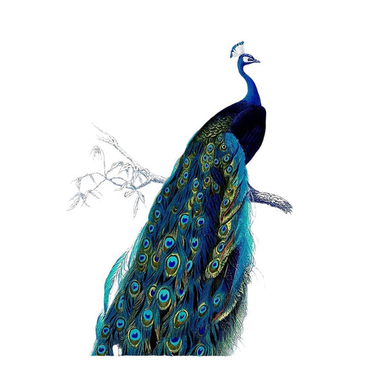Peacock Tail Animals Branch - Metal Wall Sign